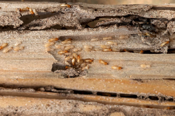 Best Exterminator Services  in Stockton, IL